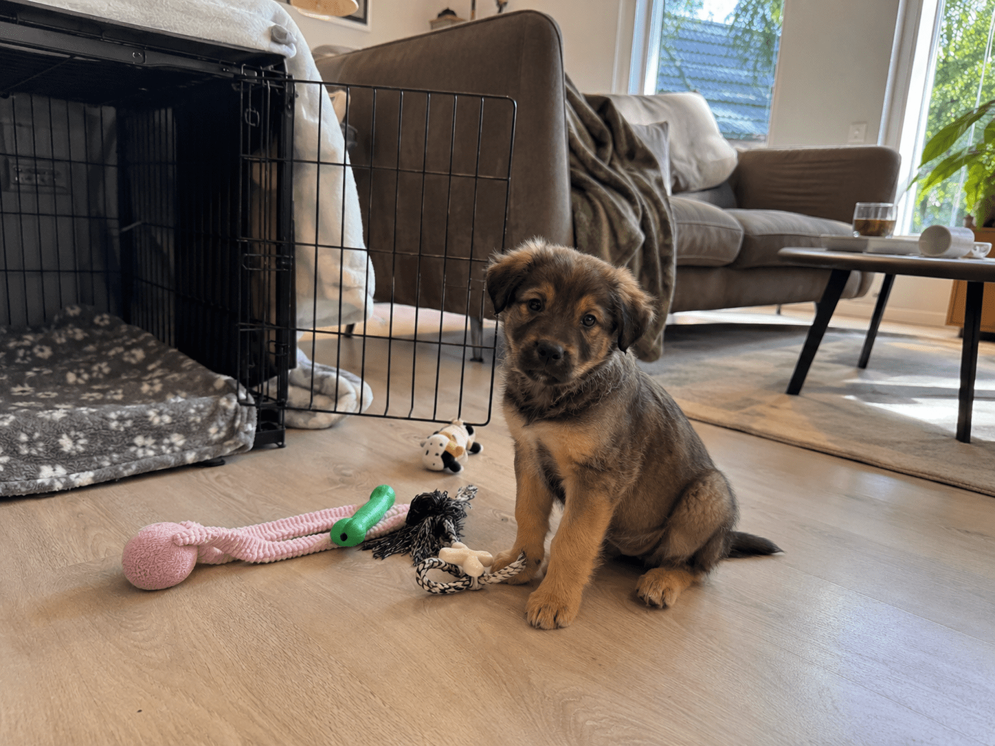 Puppy zit tussen speeltjes naast een bench in een gezellige Nederlandse woonkamer.